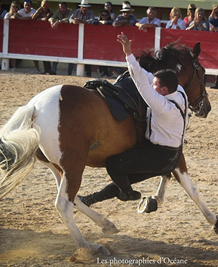 Un cavalier passe sous le ventre du cheval au galop