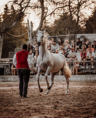 Figure de dressage en liberté avec cheval blanc