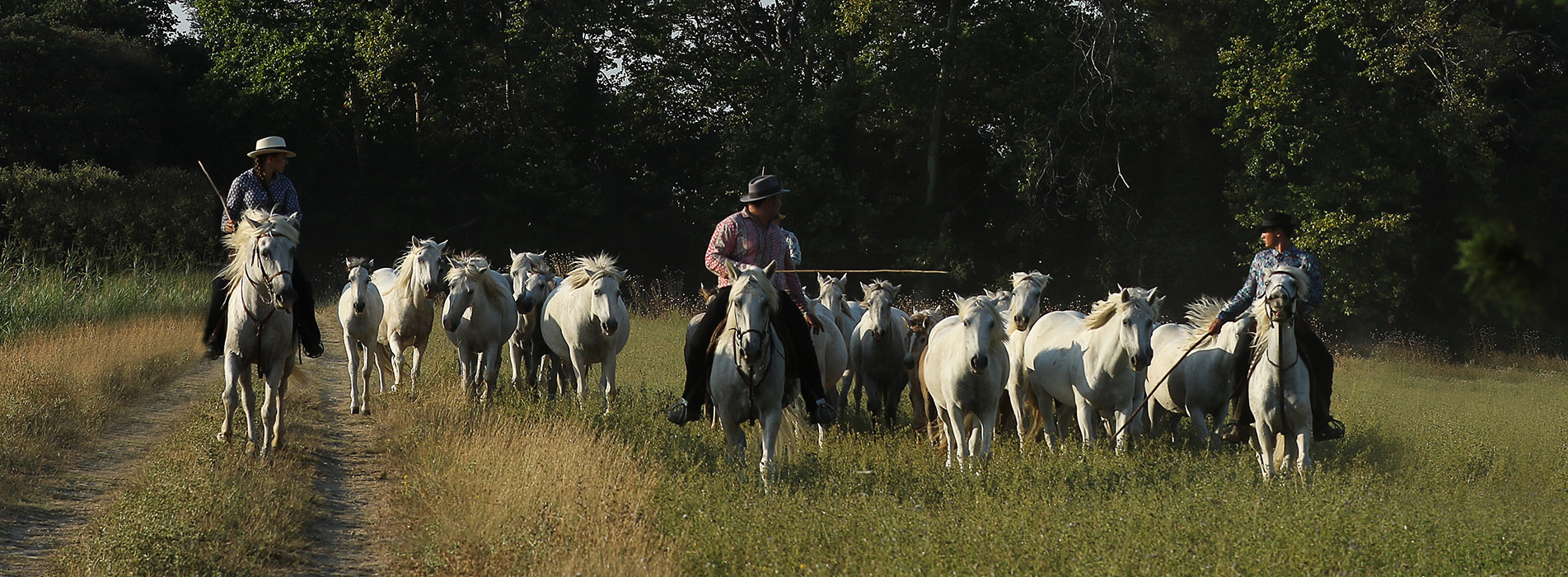 Troupeau de juments et poulains Camargue encadrés par 3 cavaliers