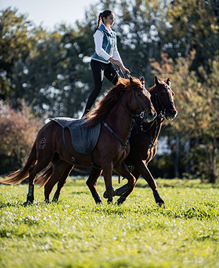 Une cavalière debout sur 2 chevaux au trot