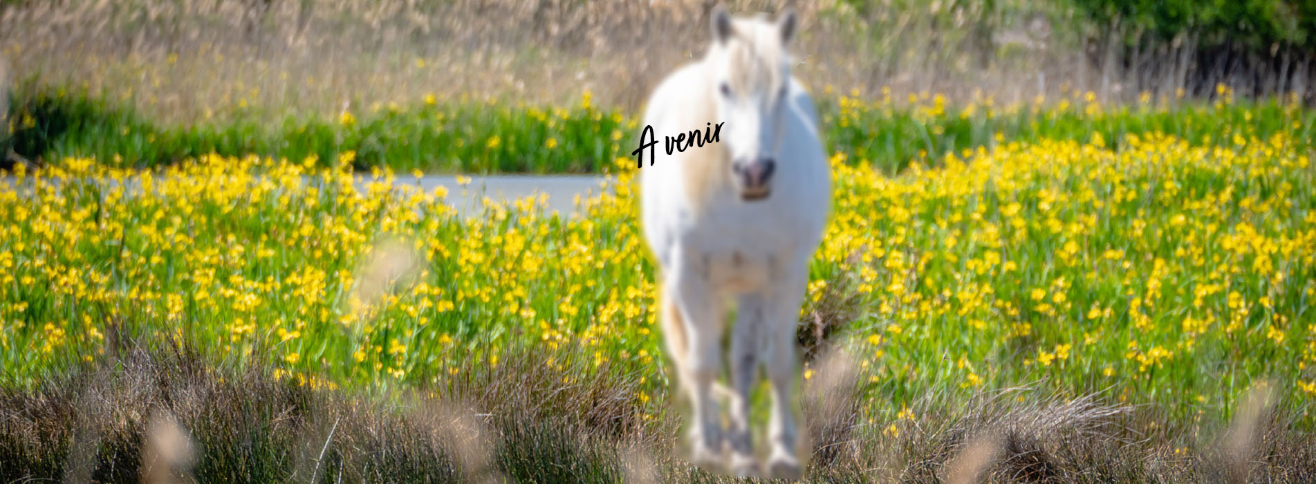 Etalon Cheval Camargue