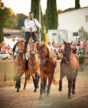 1 cavalier debout sur 2 chevaux mène 2 chevaux devant