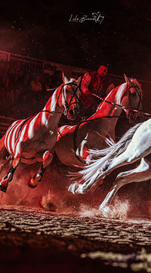 Poste hongroise 4 chevaux au galop