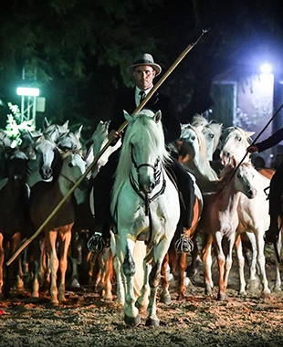 Roussataïo ou ramener au pré les juments et les poulains encadrés par des chevaux montés