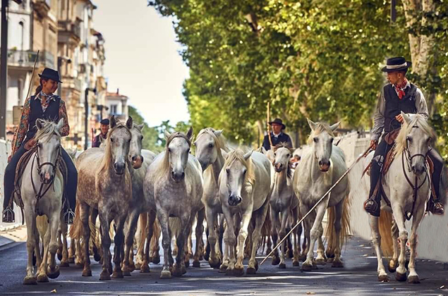 Défilé en ville de juments et leurs poulains encadrées par des gardians