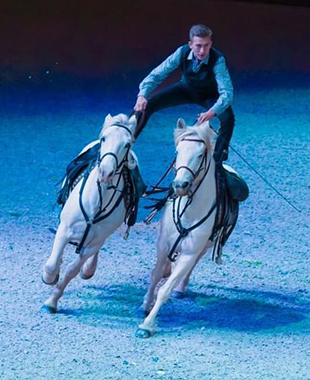 1 cavalier habillé en gardian debout sur 2 chevaux Camargue
