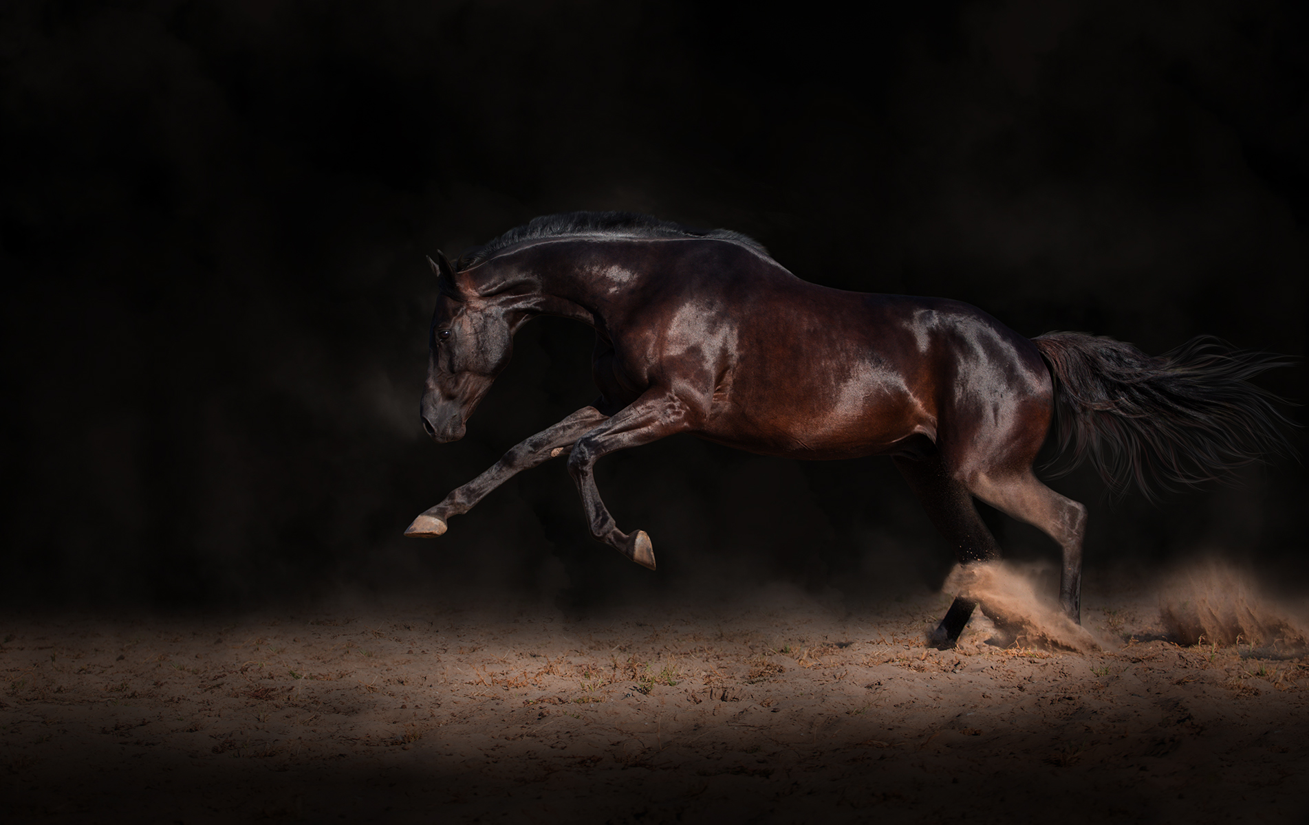 Entrée de piste au galop d'un cheval noir