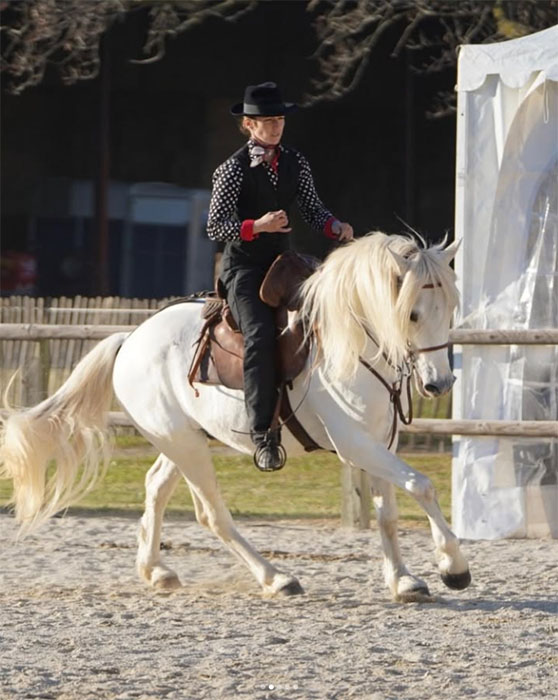 Etalon Cheval Camargue